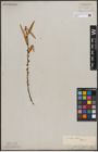 Foto von Salix capensis Thunb.